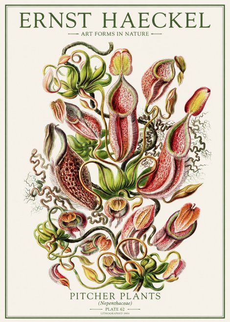 Ernst Haeckel Pitcher Plants No1 - Plakát
