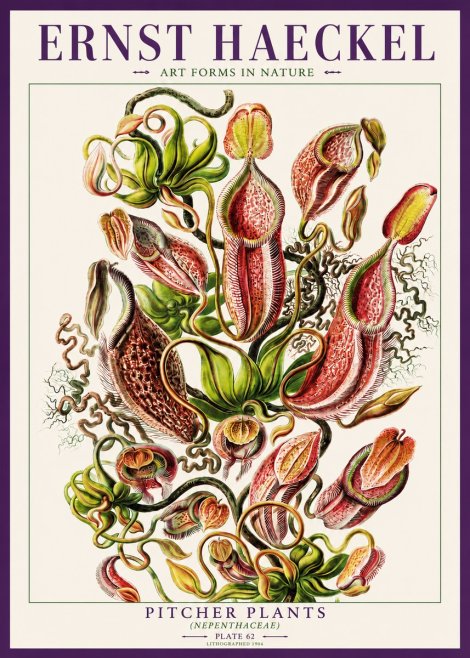 Ernst Haeckel Pitcher Plants No3 - Plakát