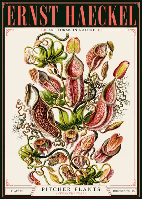 Ernst Haeckel Pitcher Plants No4 - Plakát