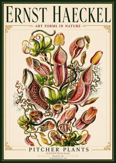 Ernst Haeckel Pitcher Plants No6 - Plakát
