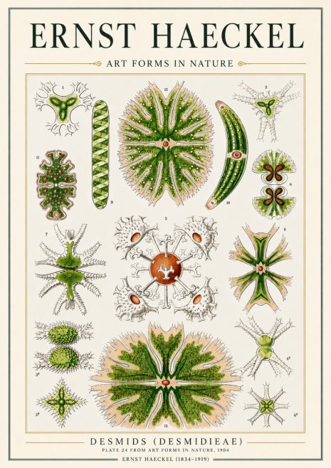 Ernst Haeckel Desmids (Desmidieae) No3 - Plakát