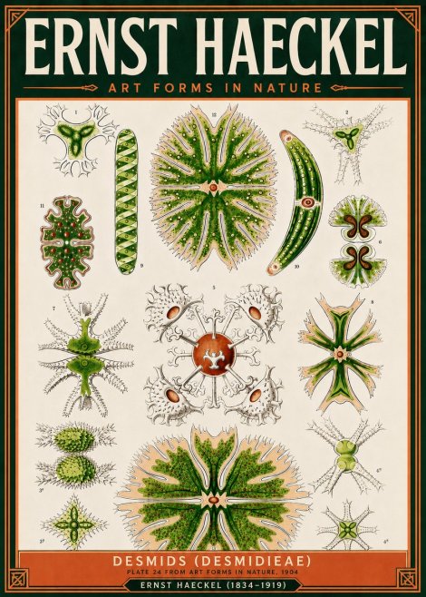 Ernst Haeckel Desmids (Desmidieae) No5 - Plakát