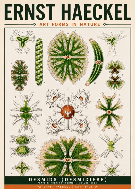 Ernst Haeckel Desmids (Desmidieae) No6 - Plakát