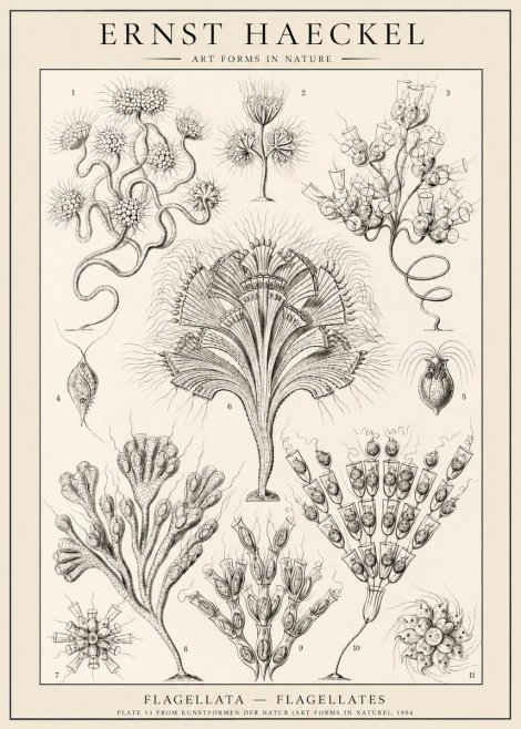 Ernst Haeckel Flagellata - Flagellates No1 - Plakát