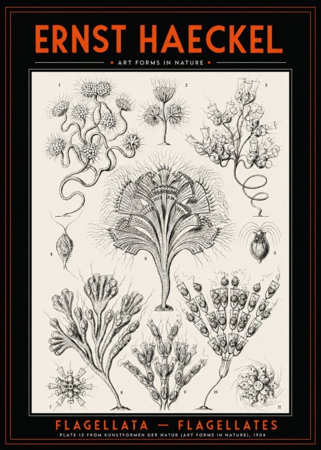 Ernst Haeckel Flagellata - Flagellates No2 - Plakát