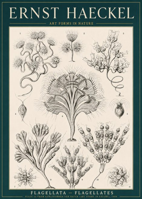 Ernst Haeckel Flagellata - Flagellates No3 - Plakát