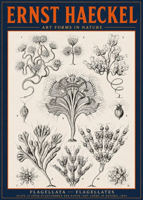 Ernst Haeckel Flagellata - Flagellates No6 - Plakát