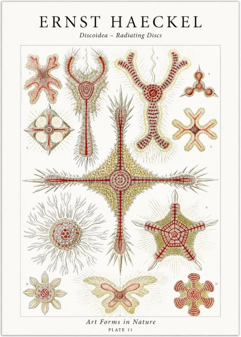 Ernst Haeckel Discoidea – Radiating Discs No1 - Plakát