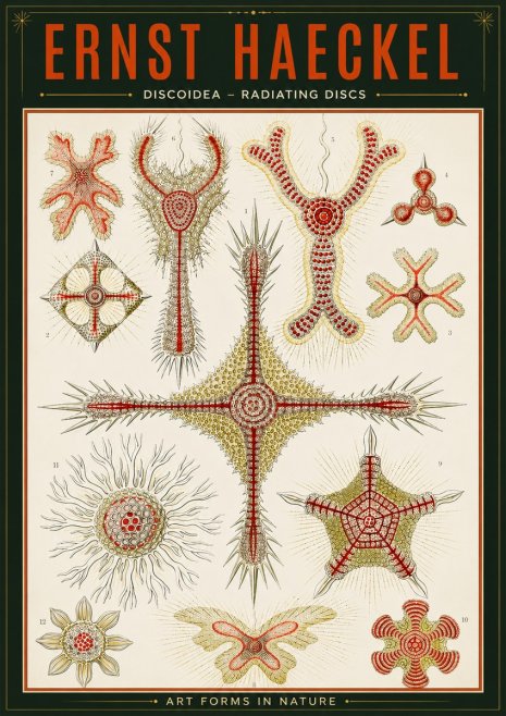 Ernst Haeckel Discoidea – Radiating Discs No2 - Plakát