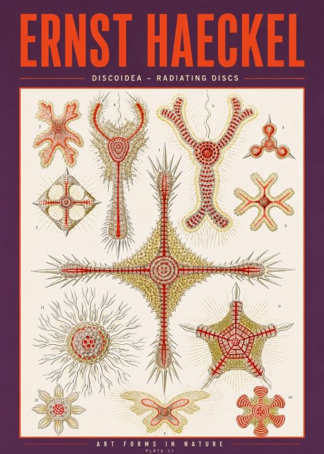 Ernst Haeckel Discoidea – Radiating Discs No3 - Plakát