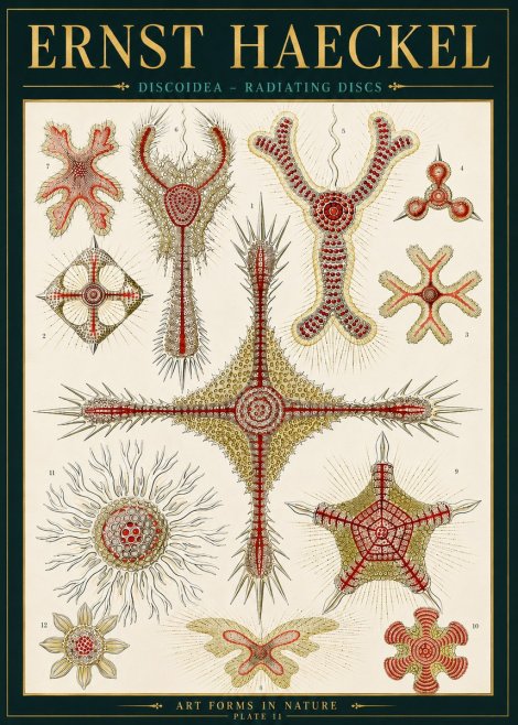 Ernst Haeckel Discoidea – Radiating Discs No4 - Plakát