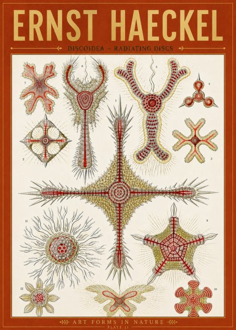Ernst Haeckel Discoidea – Radiating Discs No5 - Plakát