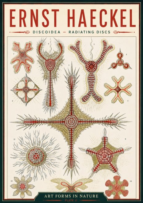 Ernst Haeckel Discoidea – Radiating Discs No6 - Plakát