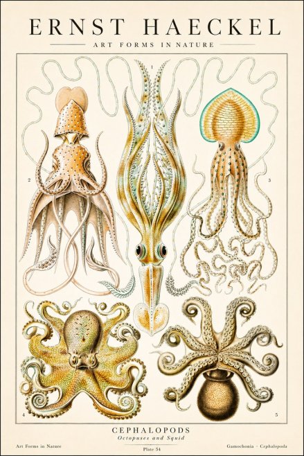 Ernst Haeckel Cephalopods Octopuses and Squid No1 - Plakát