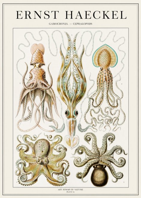 Ernst Haeckel Cephalopods Octopuses and Squid No2 - Plakát