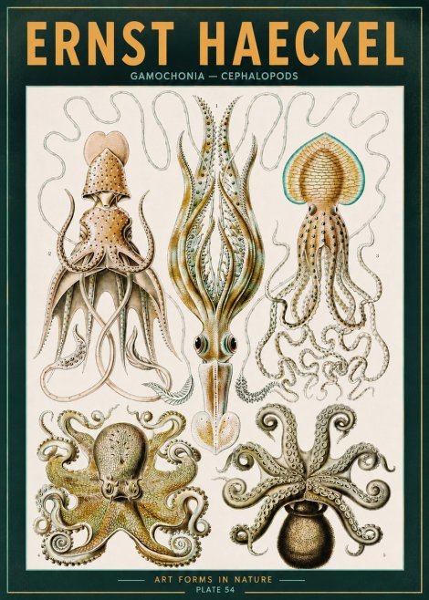 Ernst Haeckel Cephalopods Octopuses and Squid No3 - Plakát