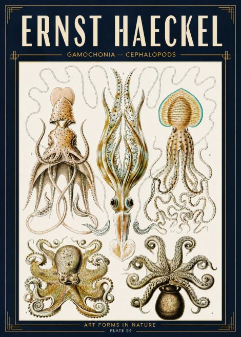Ernst Haeckel Cephalopods Octopuses and Squid No5 - Plakát