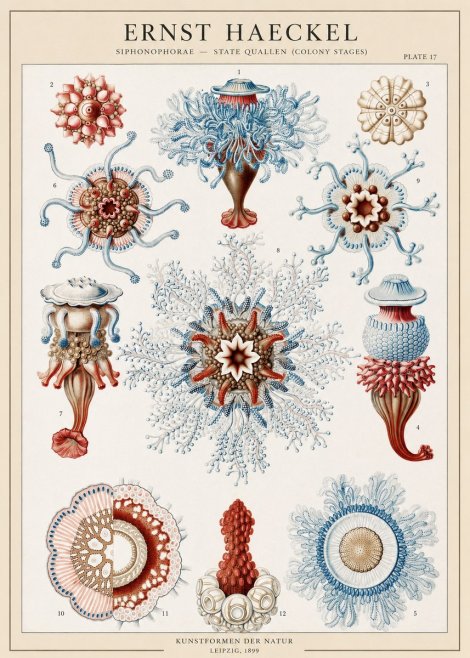 Ernst Haeckel Siphonophorae - State Quallen (Colony Stages) No1 - Plakát
