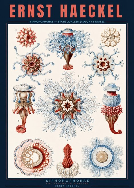 Ernst Haeckel Siphonophorae - State Quallen (Colony Stages) No2 - Plakát