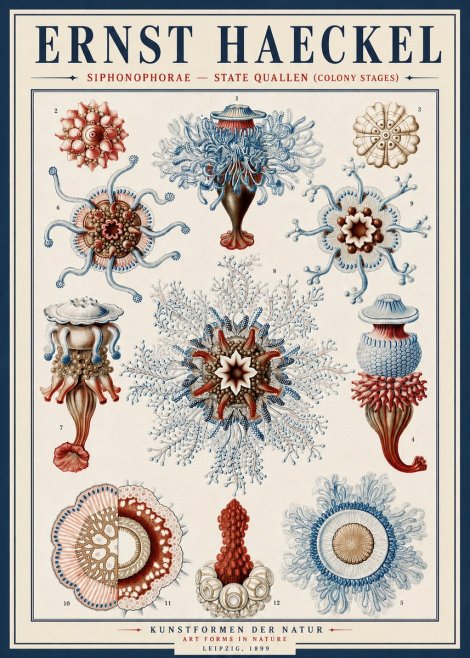 Ernst Haeckel Siphonophorae - State Quallen (Colony Stages) No4 - Plakát