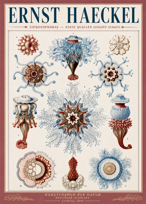 Ernst Haeckel Siphonophorae - State Quallen (Colony Stages) No5 - Plakát
