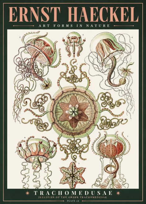 Ernst Haeckel Trachomedusae No2 - Plakát