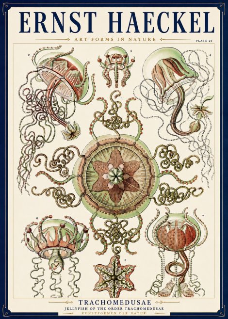 Ernst Haeckel Trachomedusae No3 - Plakát