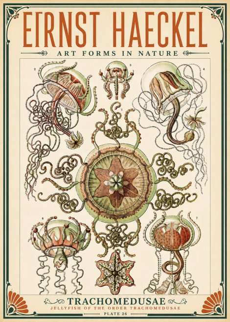 Ernst Haeckel Trachomedusae No5 - Plakát