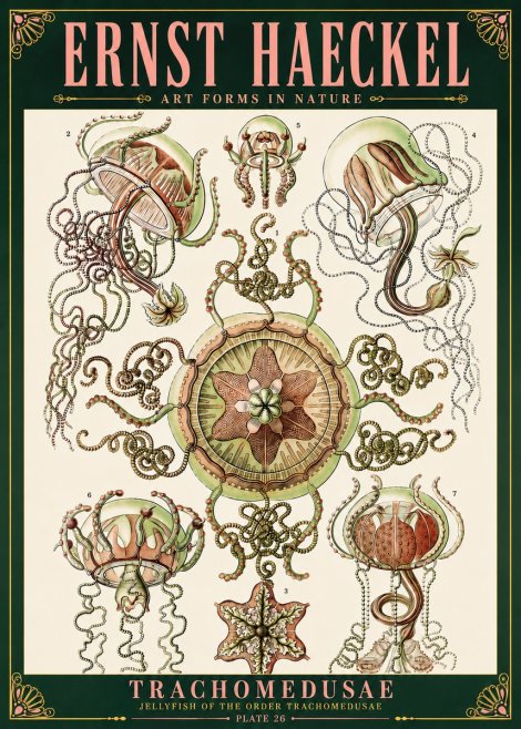 Ernst Haeckel Trachomedusae No6 - Plakát
