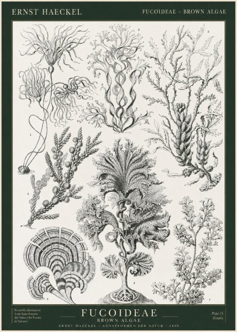Ernst Haeckel Fucoideae - Brown Algae No1 - Plakát