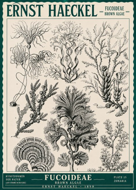 Ernst Haeckel Fucoideae - Brown Algae No3 - Plakát