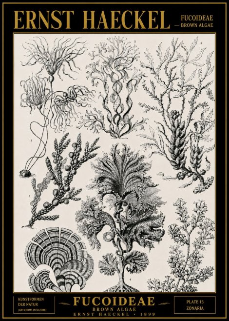 Ernst Haeckel Fucoideae - Brown Algae No4 - Plakát