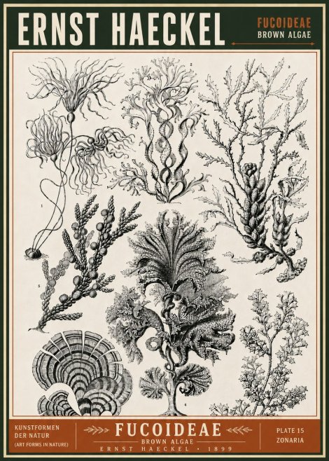 Ernst Haeckel Fucoideae - Brown Algae No6 - Plakát