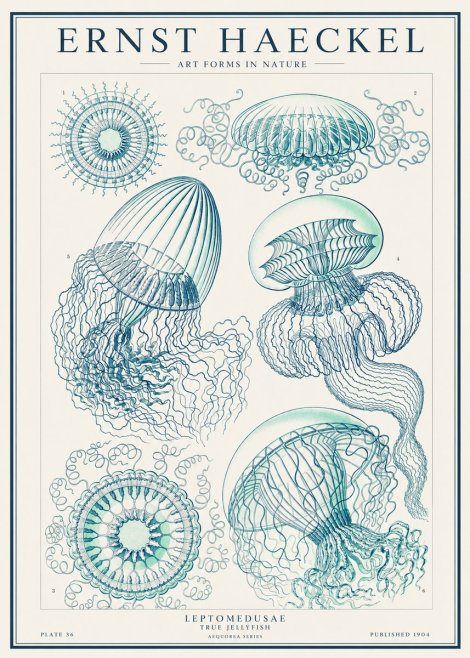 Ernst Haeckel Leptomedusae True Jellyfish No1 - Plakát
