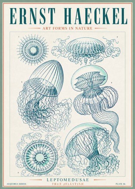 Ernst Haeckel Leptomedusae True Jellyfish No3 - Plakát