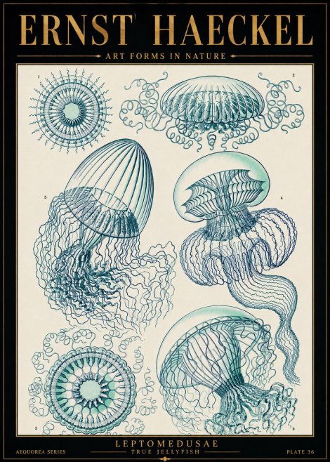 Ernst Haeckel Leptomedusae True Jellyfish No5 - Plakát
