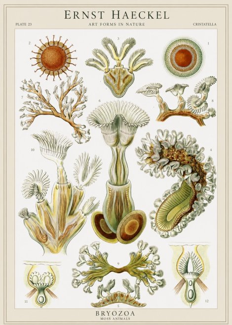 Ernst Haeckel Cristatella No1 - Plakát