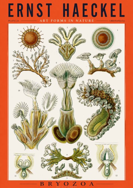 Ernst Haeckel Cristatella No3 - Plakát