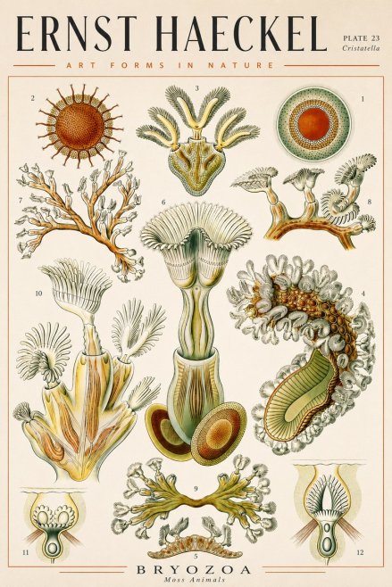 Ernst Haeckel Cristatella No4 - Plakát