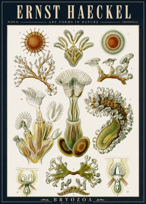 Ernst Haeckel Cristatella No5 - Plakát