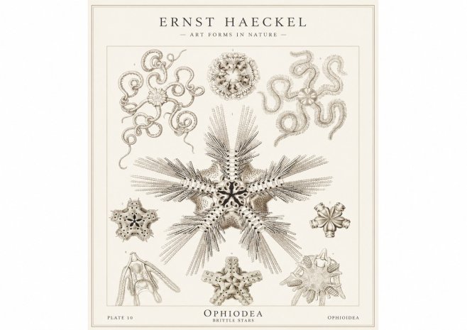 Ernst Haeckel Ophiodea - Brittle Stars I No1 - Plakát