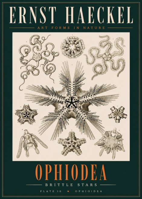 Ernst Haeckel Ophiodea - Brittle Stars I No2 - Plakát