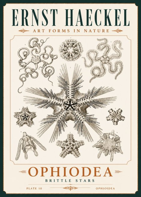Ernst Haeckel Ophiodea - Brittle Stars I No4 - Plakát