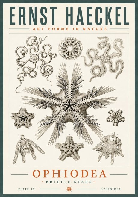 Ernst Haeckel Ophiodea - Brittle Stars I No6 - Plakát