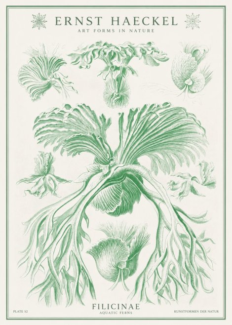Ernst Haeckel Filicinae No1 - Plakát