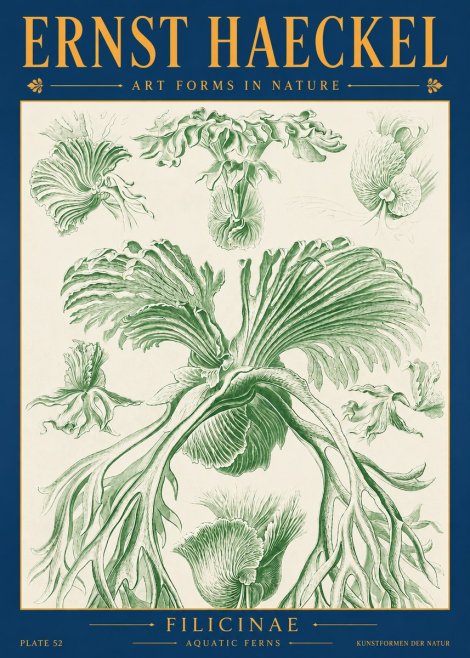 Ernst Haeckel Filicinae No2 - Plakát