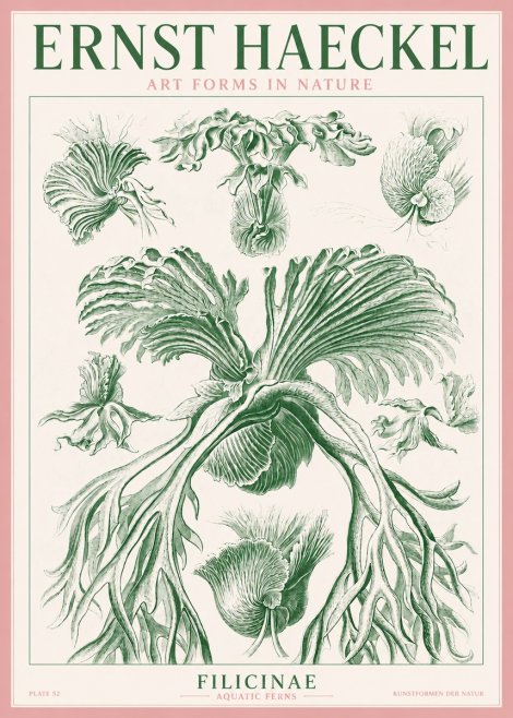 Ernst Haeckel Filicinae No3 - Plakát