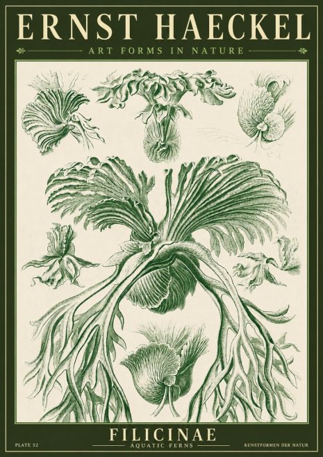Ernst Haeckel Filicinae No4 - Plakát
