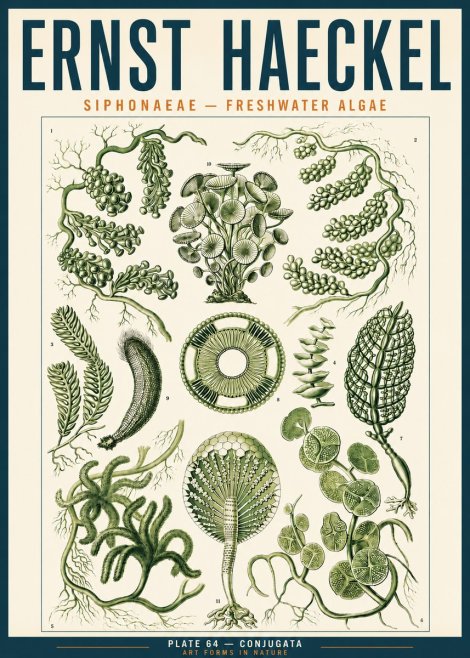 Ernst Haeckel Siphonaceae - Freshwater Algae No3 - Plakát
