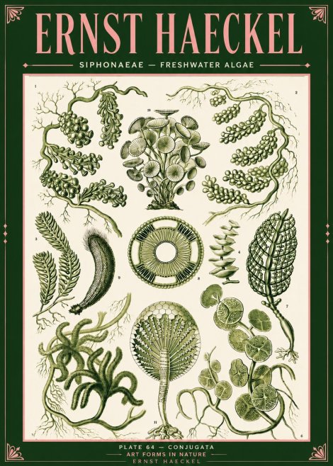 Ernst Haeckel Siphonaceae - Freshwater Algae No4 - Plakát